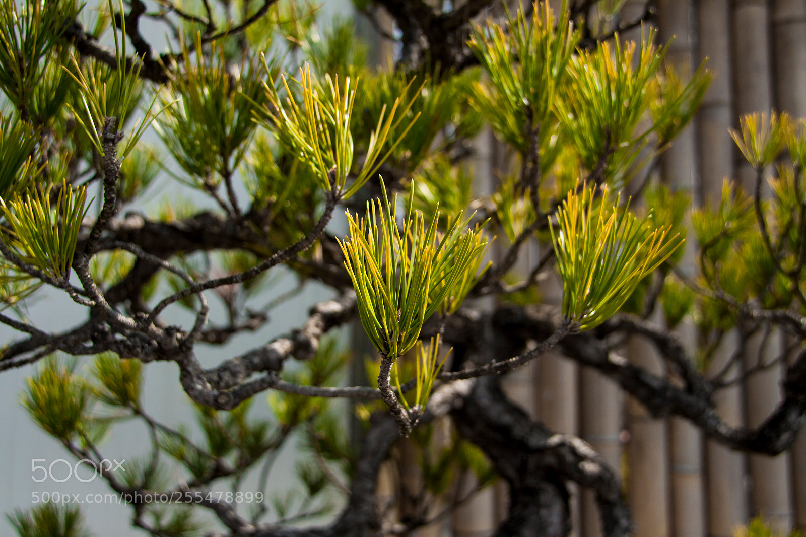 Canon EOS 50D sample photo. Upward photography