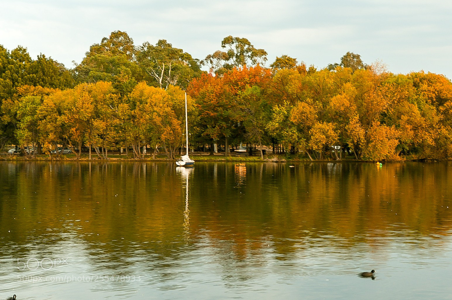 Nikon D500 sample photo. Autumn is coming photography