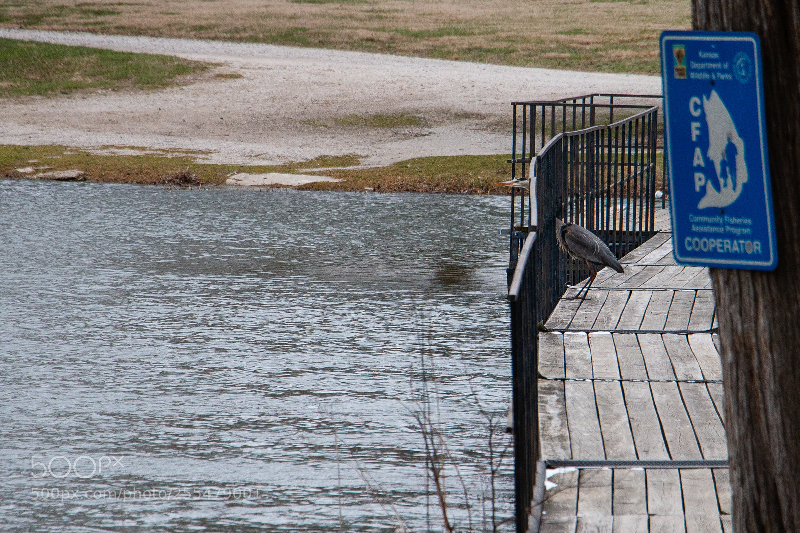 Canon EOS 70D sample photo. Great blue heron photography