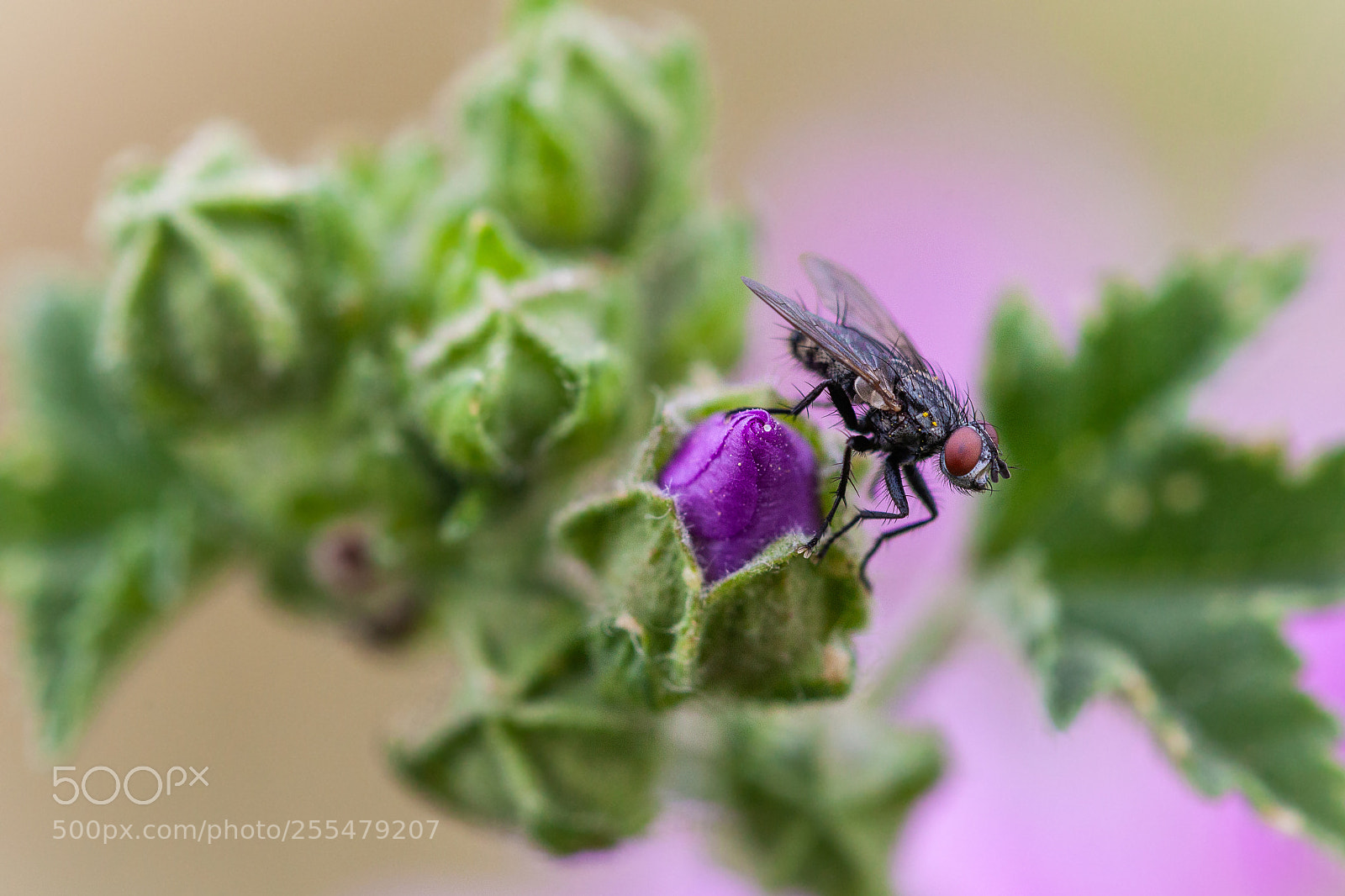 Canon EOS 5D Mark II sample photo. Fly photography
