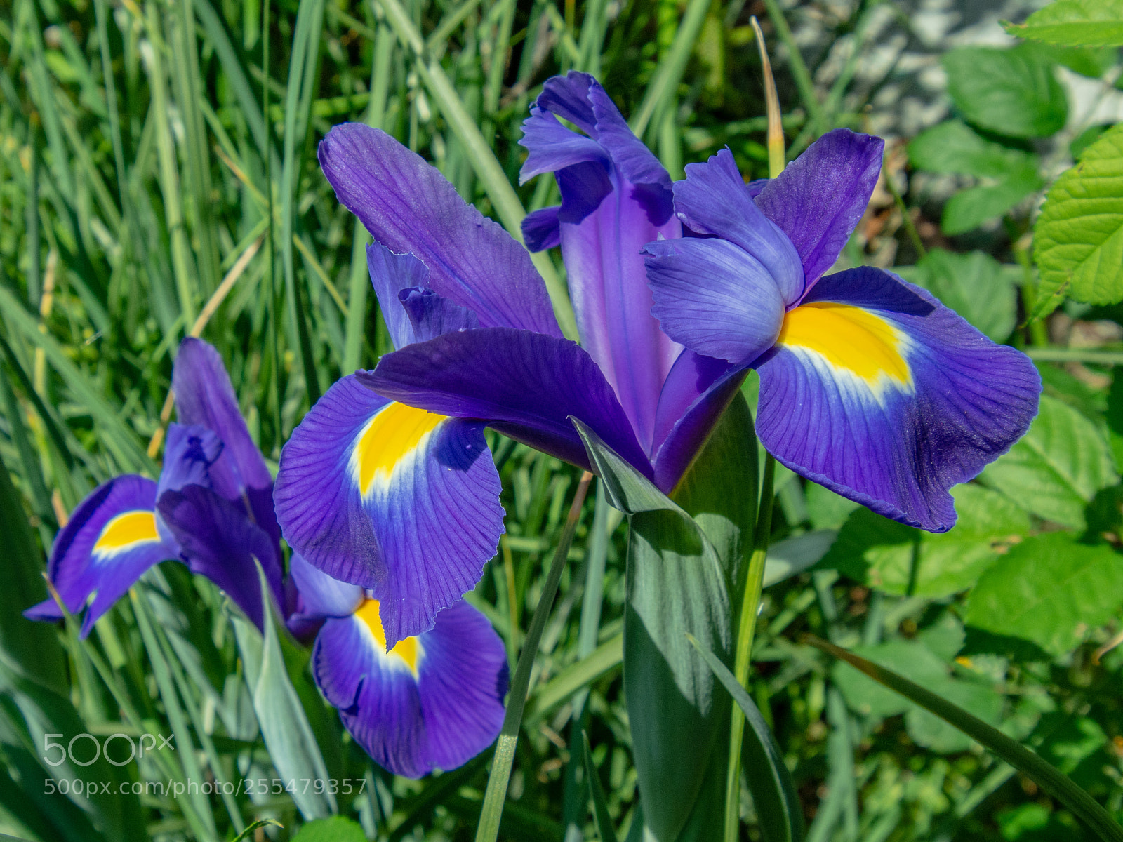 Nikon D7100 sample photo. Iris in the garden photography
