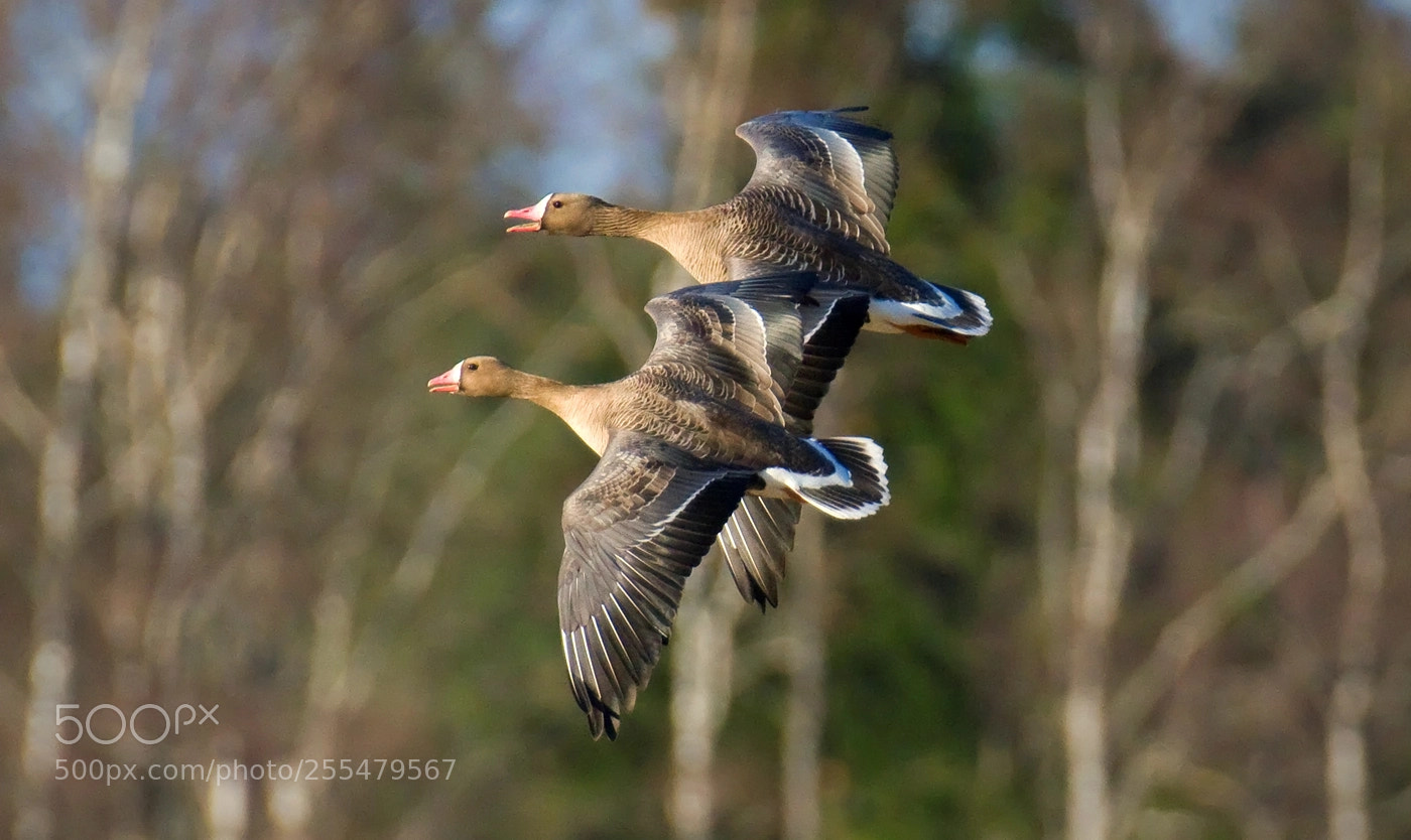 Pentax K-3 II sample photo. Greater white-fronted geese photography