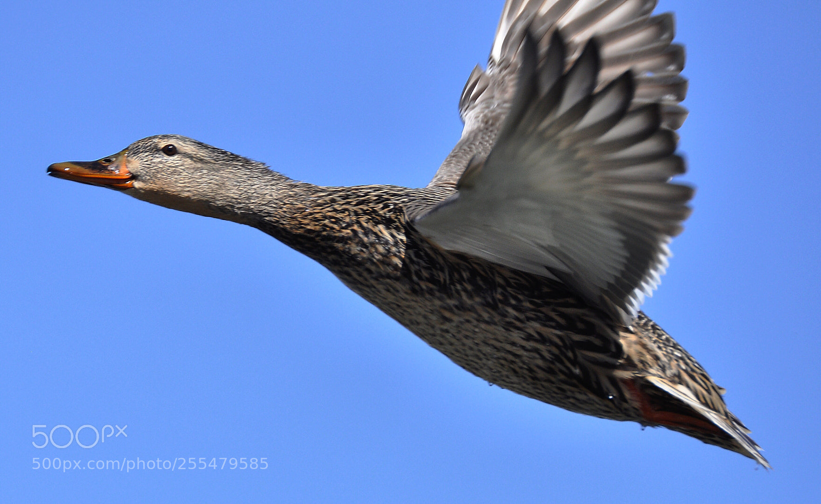 Nikon D90 sample photo. Mallard photography