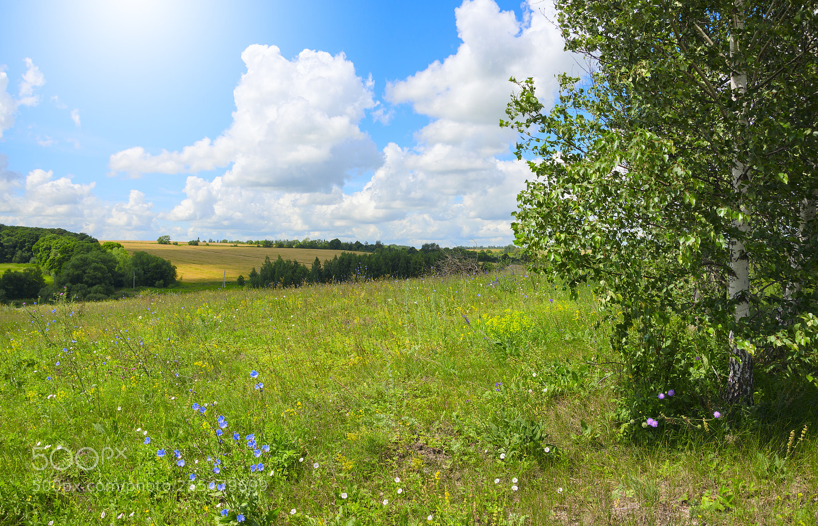 Nikon D5100 sample photo. Sunny day photography