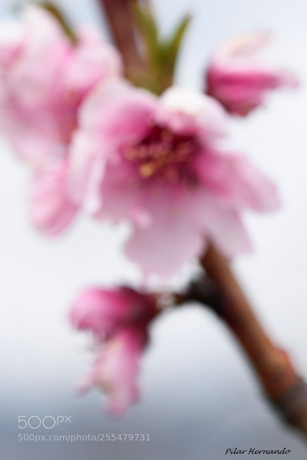 Nikon D5500 sample photo. Blurry photography