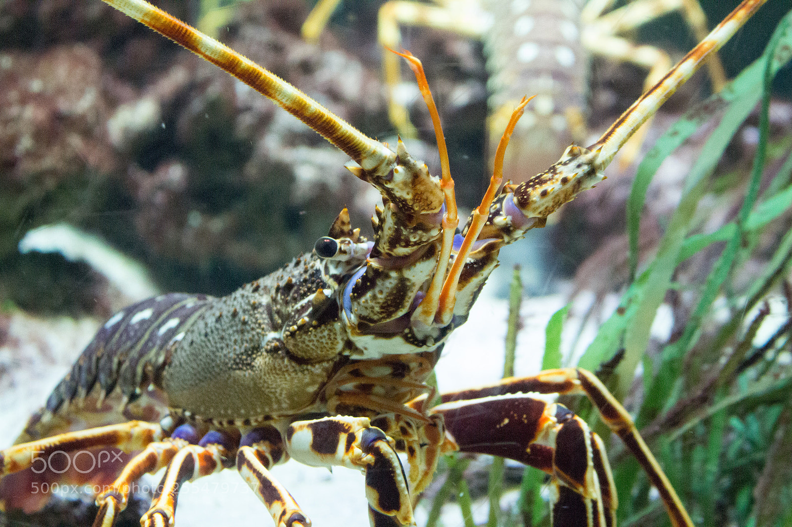 Canon EOS 100D (EOS Rebel SL1 / EOS Kiss X7) sample photo. Spiny lobsters photography