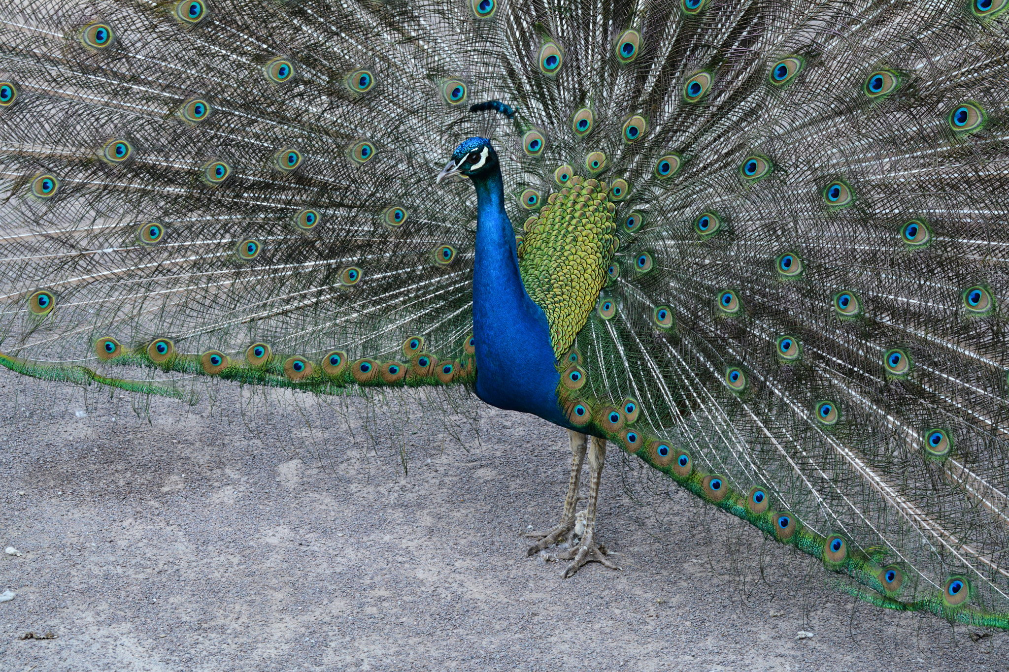 Nikon D7100 sample photo. Peacock tail photography