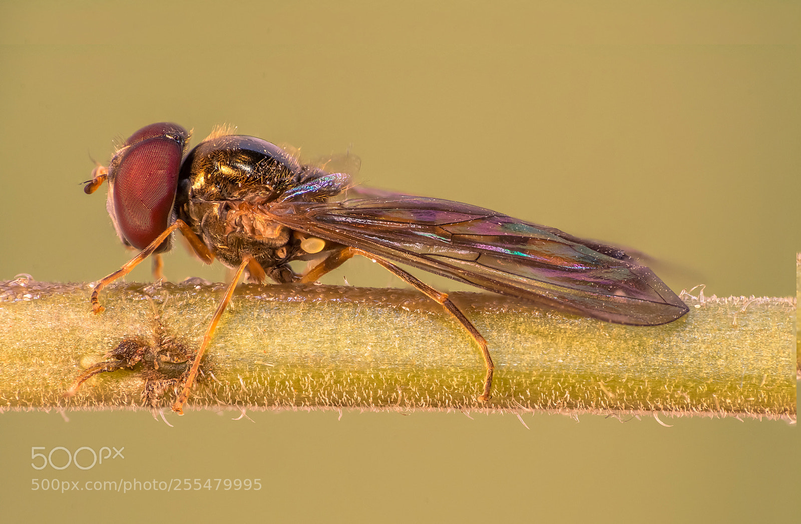 Nikon D7100 sample photo. Fly photography