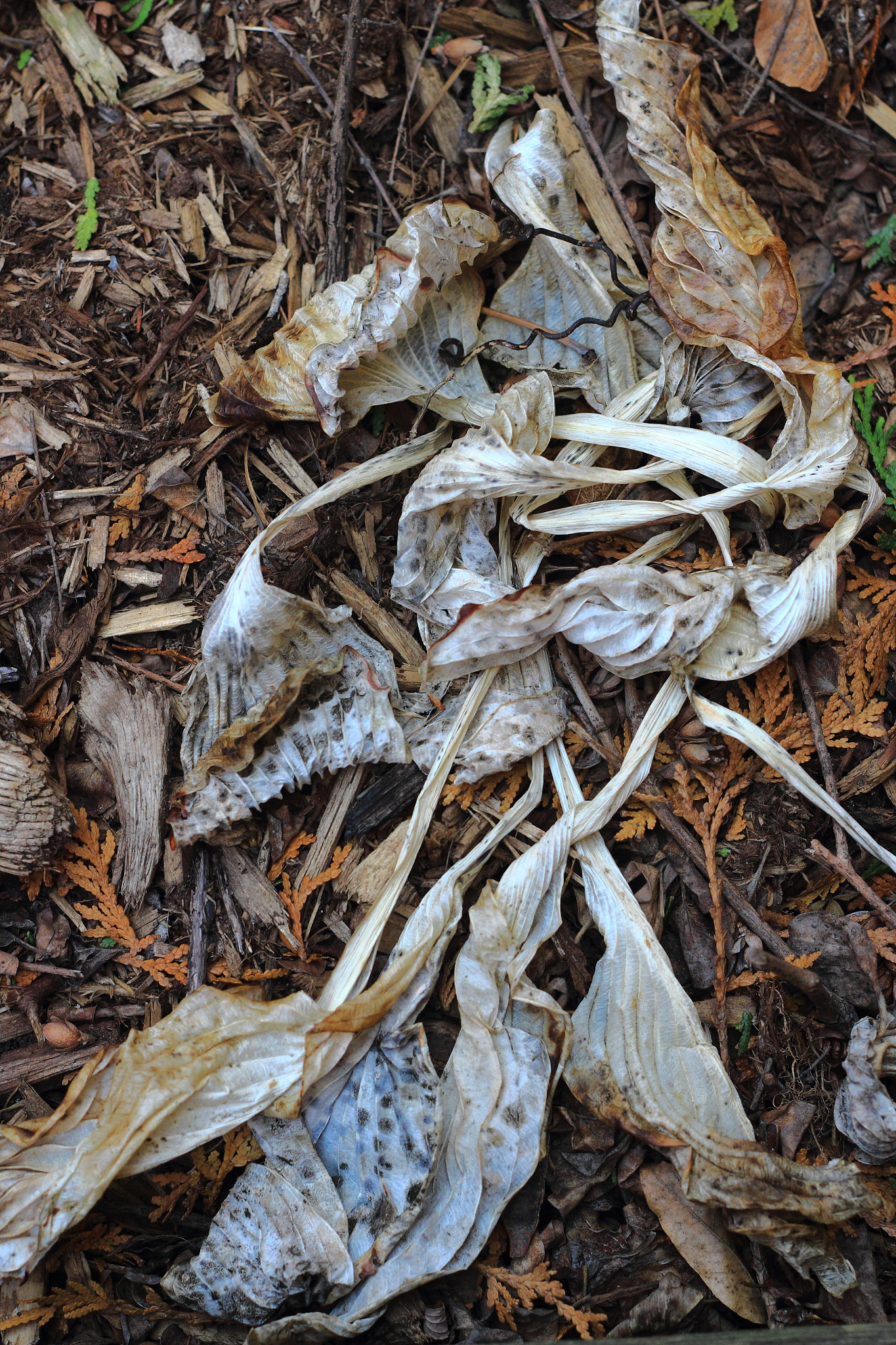 Canon EF 50mm F1.8 II sample photo. Beauty in decay photography