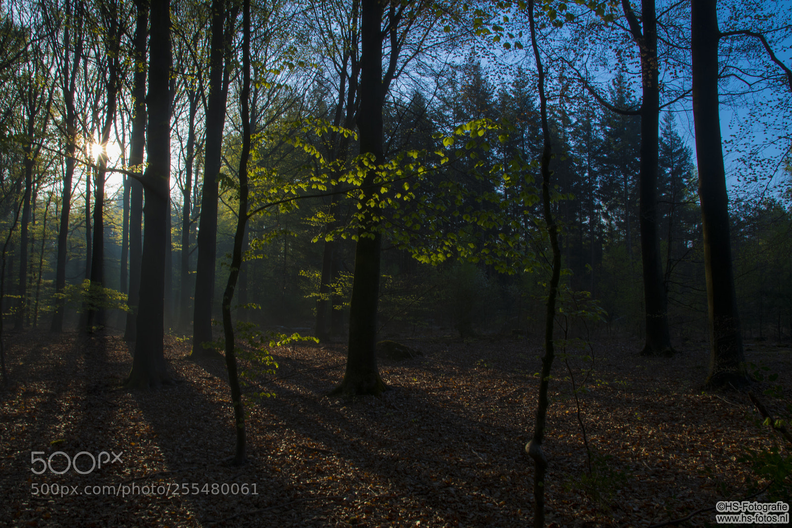 Nikon D500 sample photo. Early sunbeam through the photography