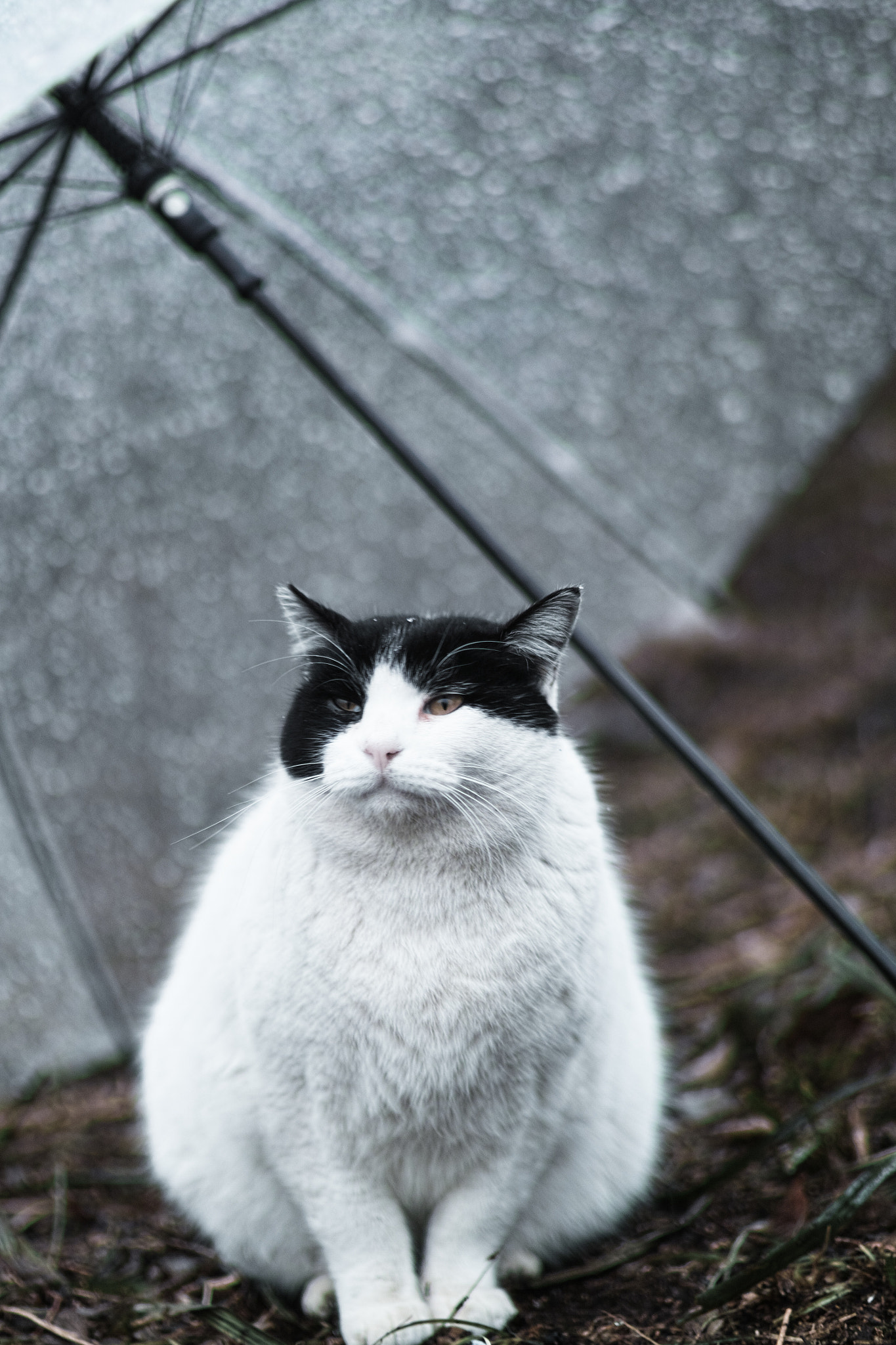 Sigma SD1 Merrill + Sigma 85mm F1.4 EX DG HSM sample photo. Cat every day photography