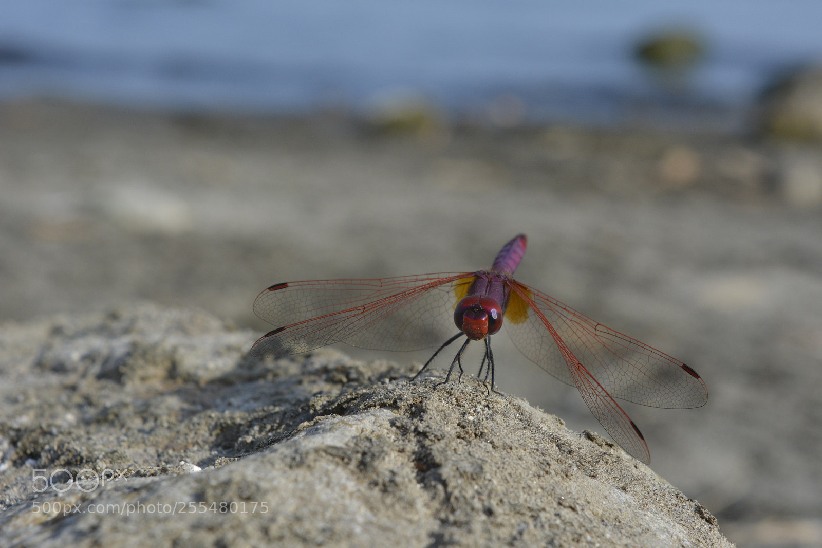 Nikon D5200 sample photo. Dragonfly photography