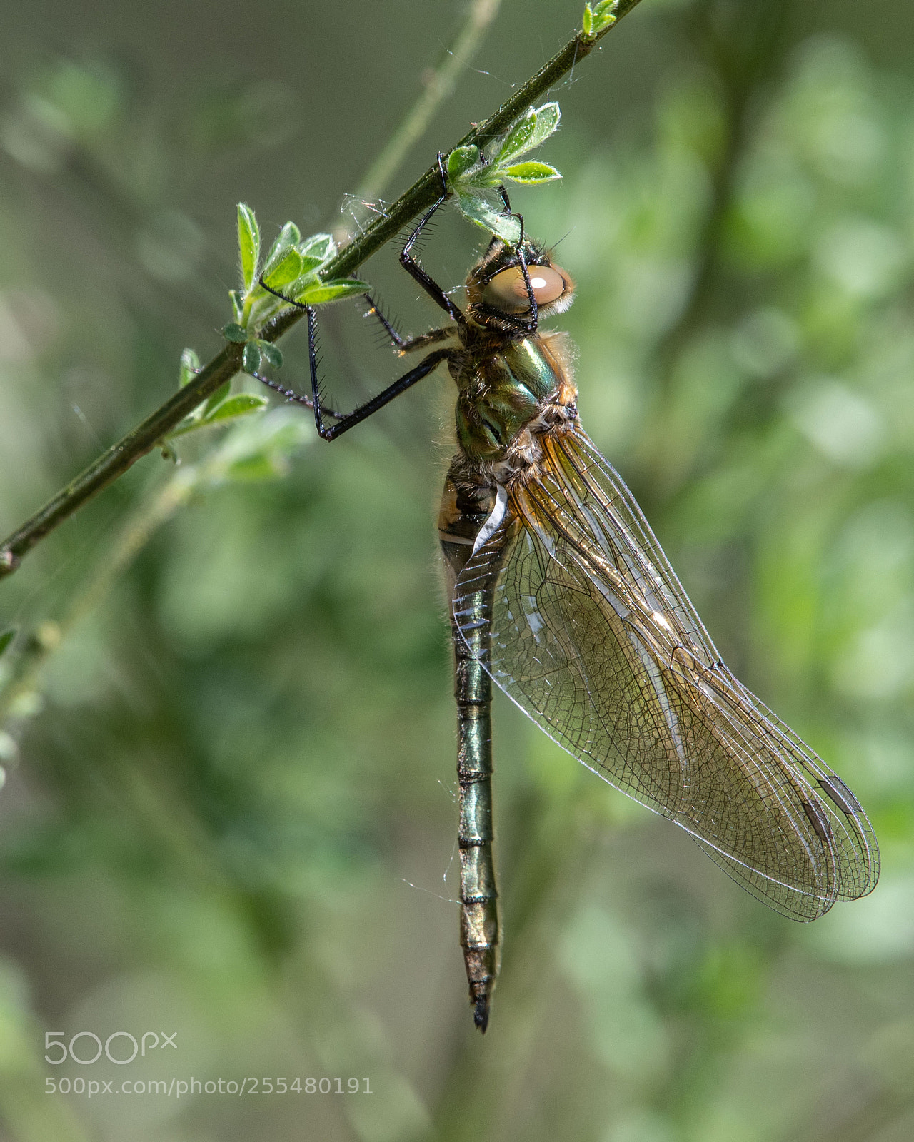 Nikon D500 sample photo. Downy emerald photography