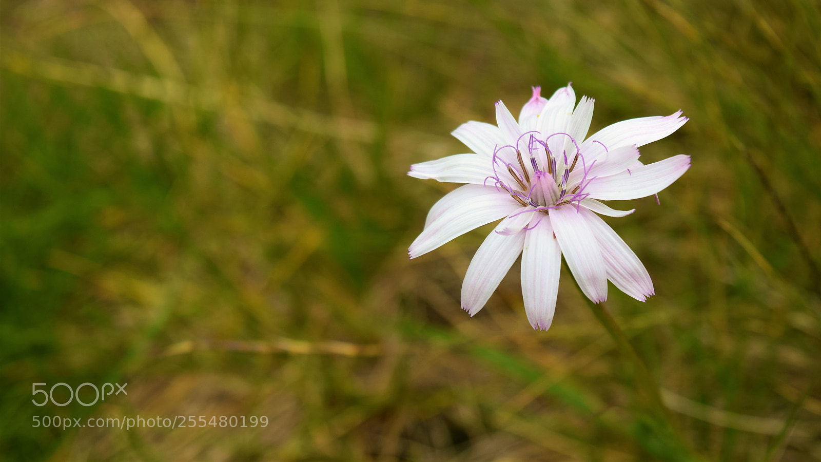 Nikon D3300 sample photo. Floare din tibles photography