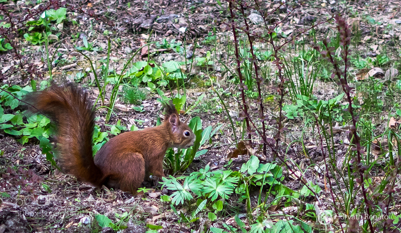 Nikon D3300 sample photo. Squirrel pooping - fun photography