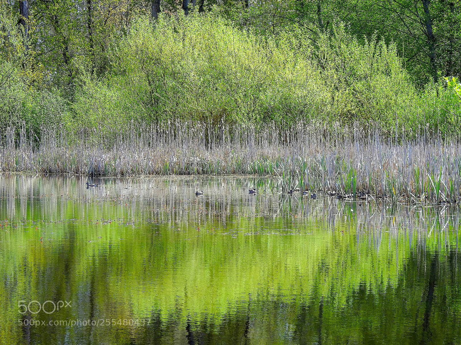 Nikon Coolpix P900 sample photo. Pond photography