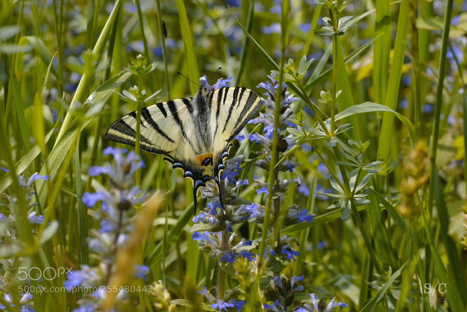 Nikon D80 sample photo. Butterfly #15 photography