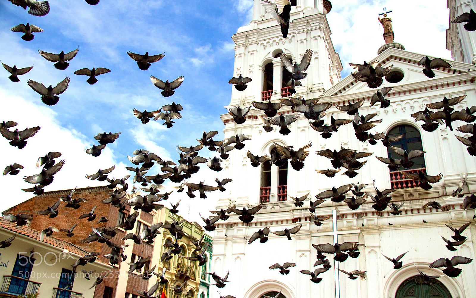 Canon EOS 600D (Rebel EOS T3i / EOS Kiss X5) sample photo. Pigeons photography