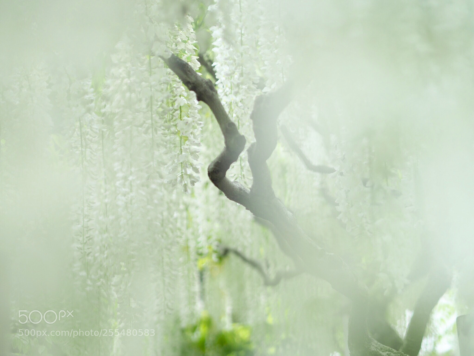 Olympus OM-D E-M1 Mark II sample photo. White wisteria photography