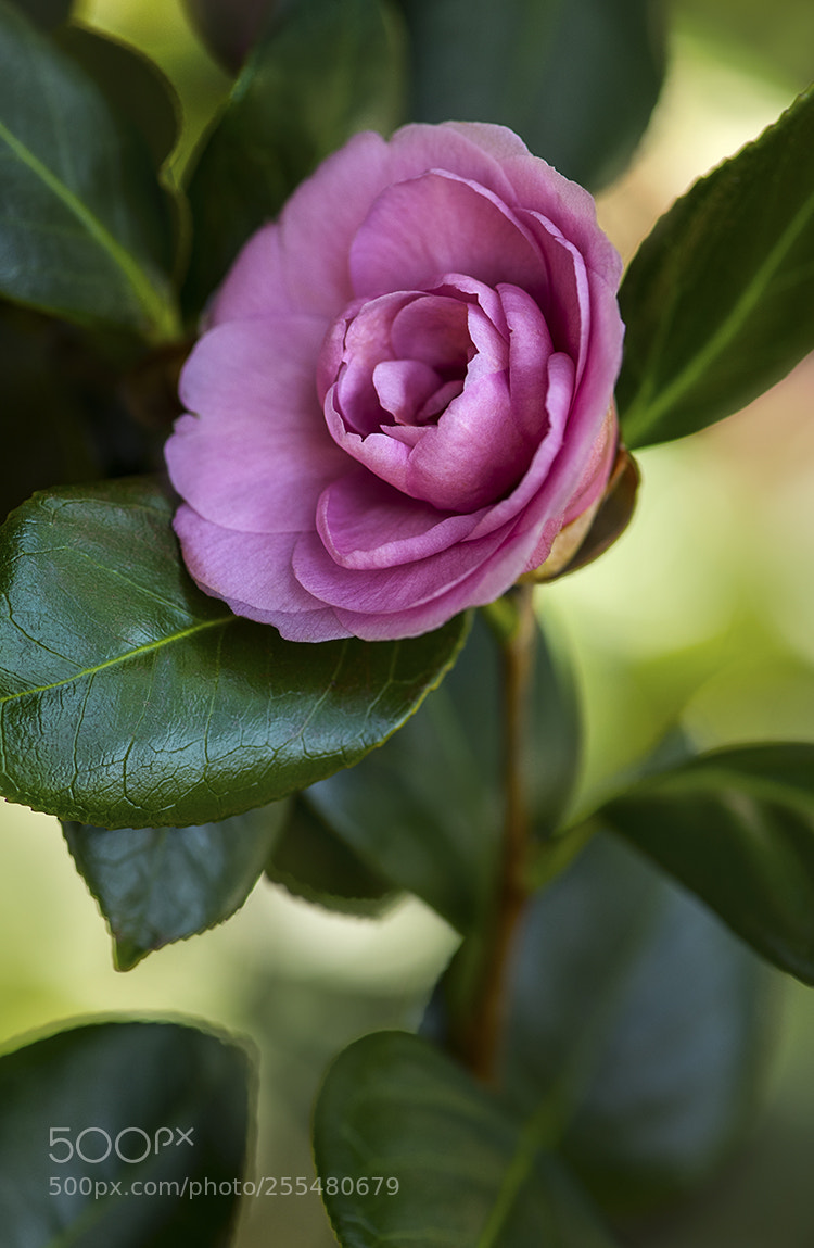 Nikon D850 sample photo. Web pink tree rose photography