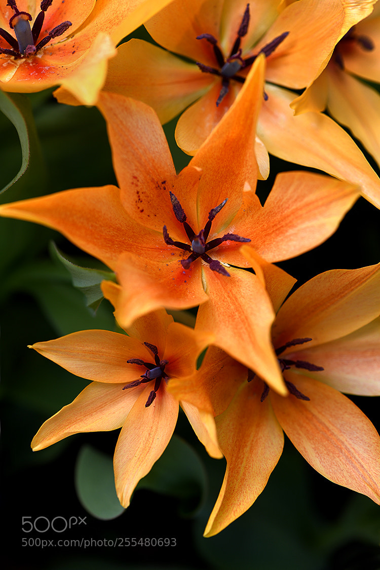 Nikon D850 sample photo. Web orange tulips photography