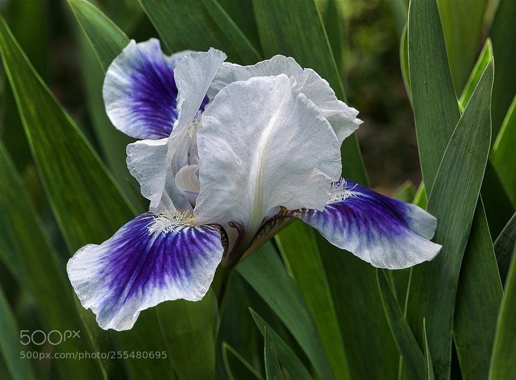 Nikon D850 sample photo. Web purple white iris photography