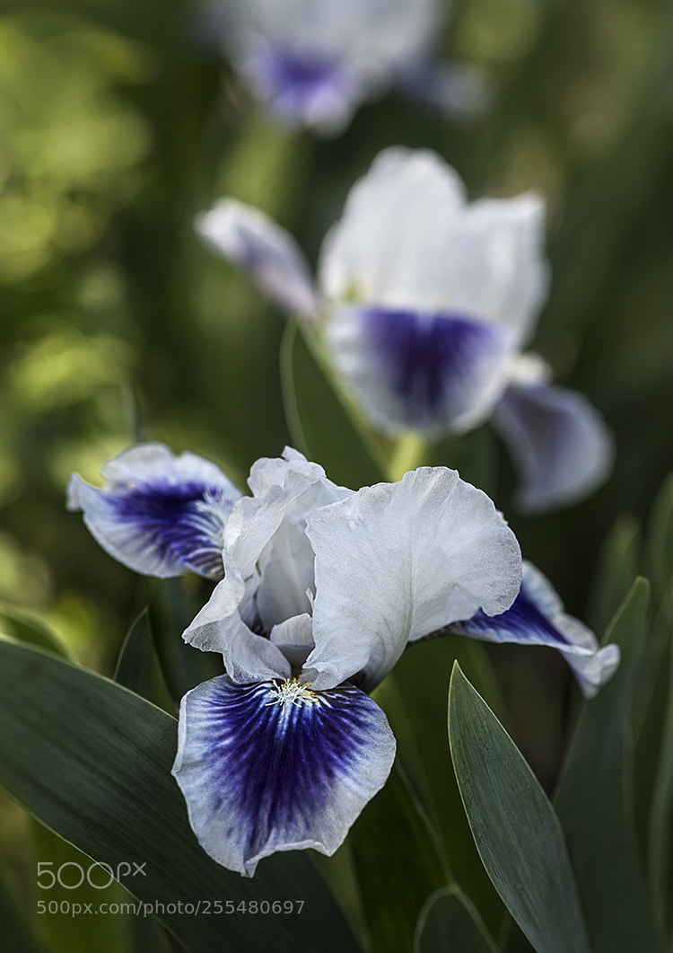 Nikon D850 sample photo. Web purple white iris photography