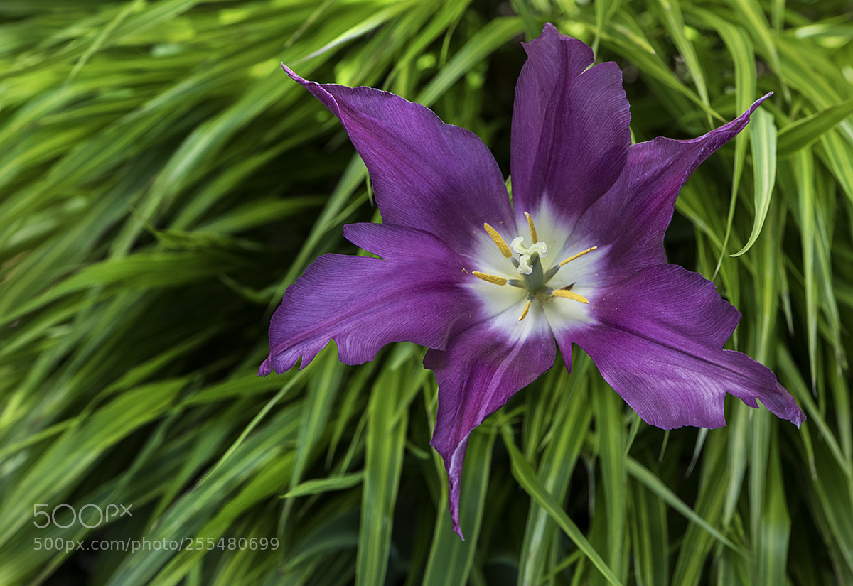 Nikon D850 sample photo. Web purple tulip photography
