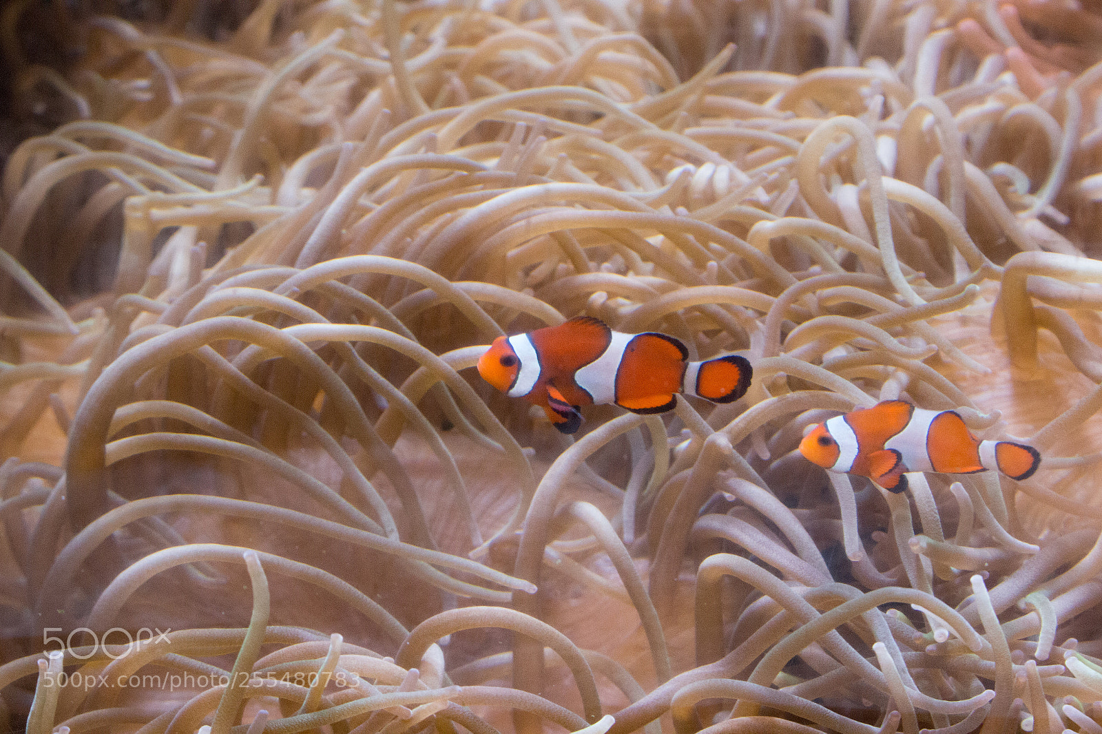 Canon EOS 100D (EOS Rebel SL1 / EOS Kiss X7) sample photo. Clownfish photography