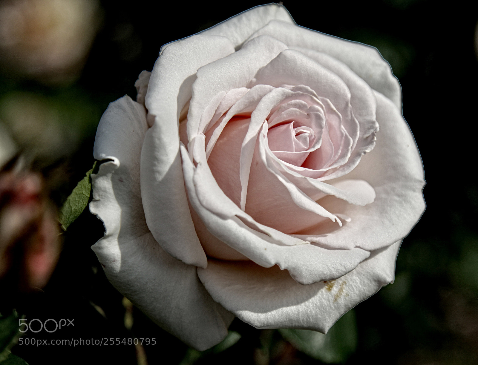 Canon EOS 50D sample photo. Field d rose 02 photography