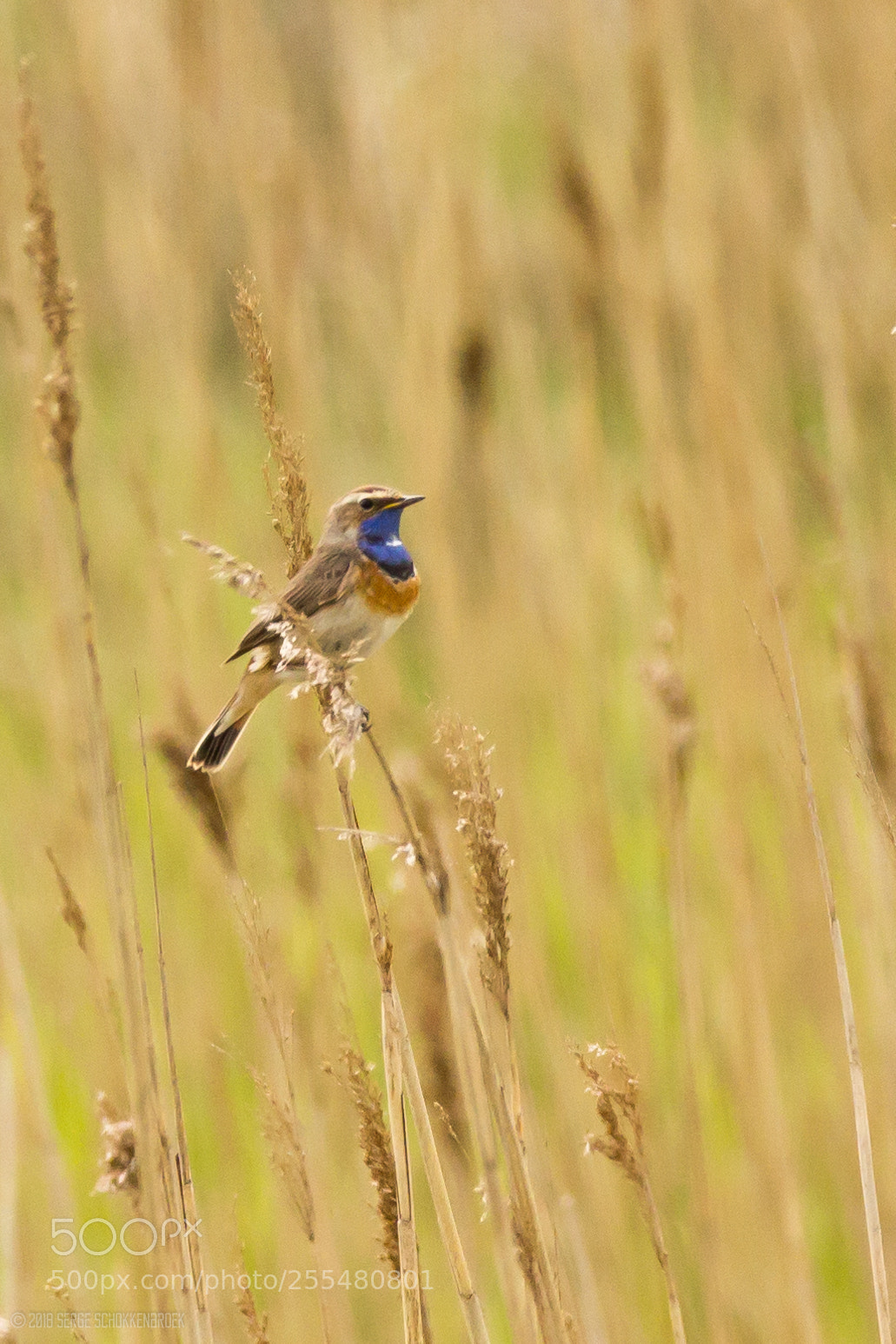 Canon EOS 600D (Rebel EOS T3i / EOS Kiss X5) sample photo. Bluethroat on reed stem photography