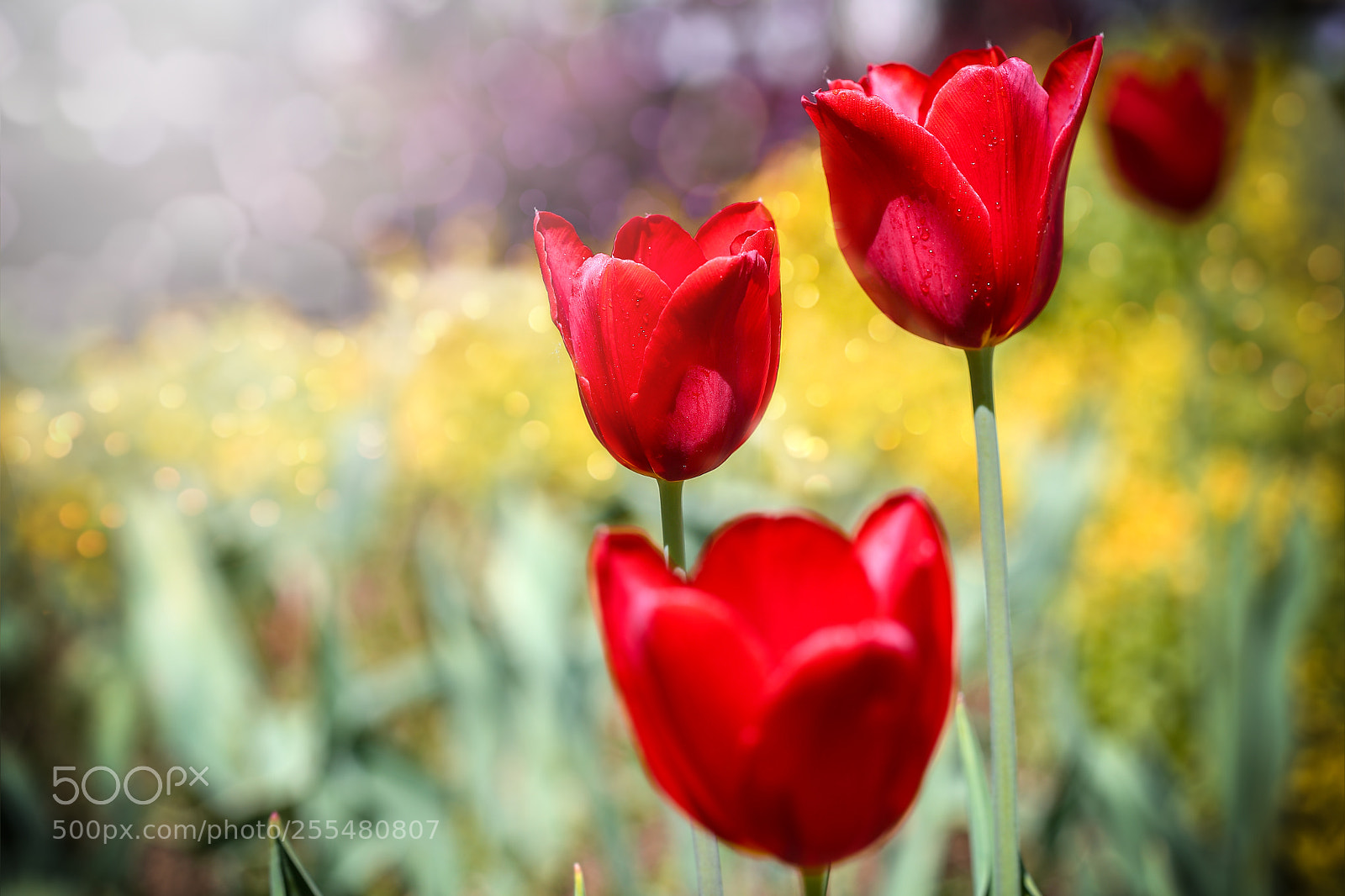Canon EOS 6D sample photo. Tulips / laleler photography