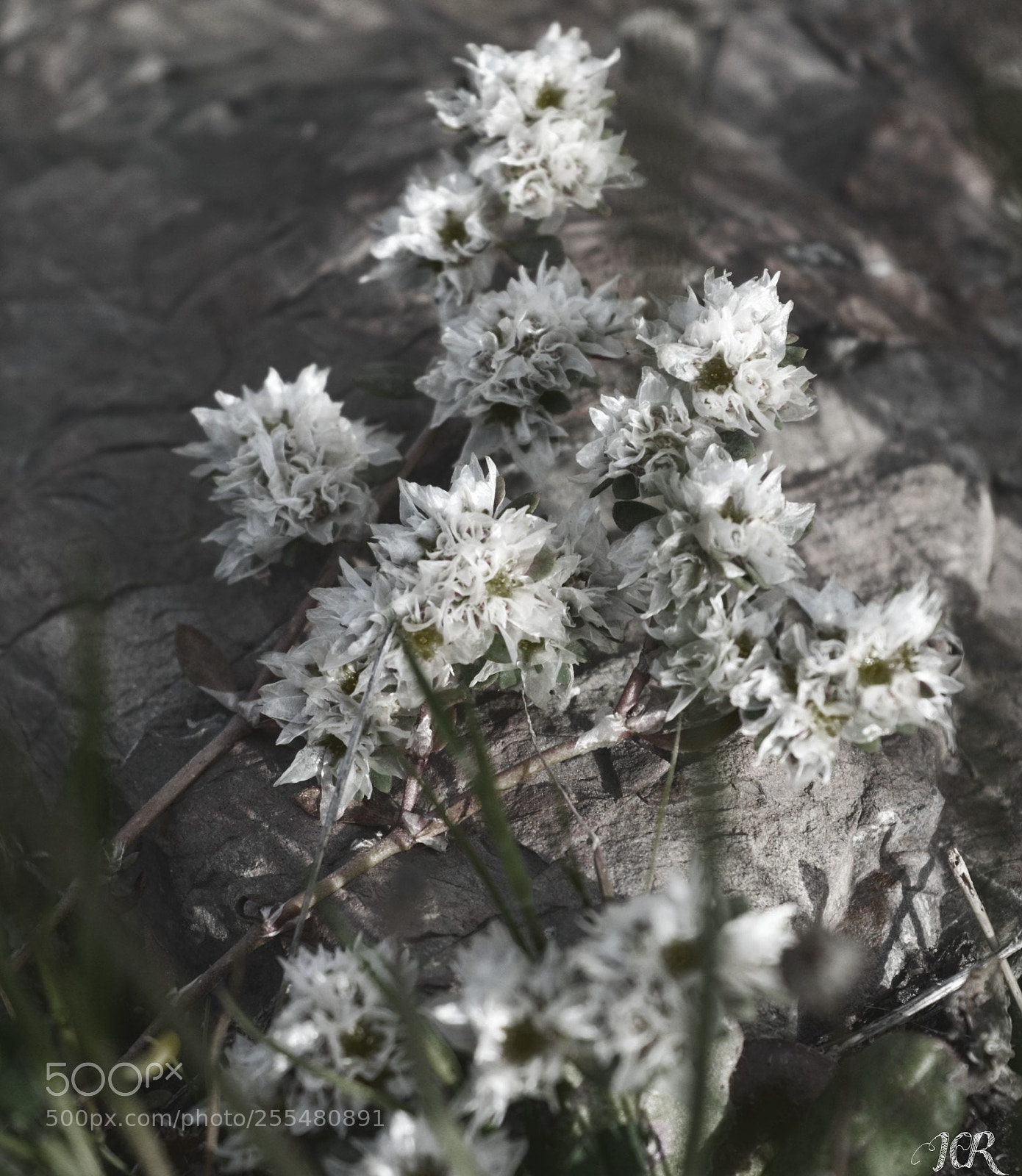 Nikon D5200 sample photo. Ramillete flores blancas photography