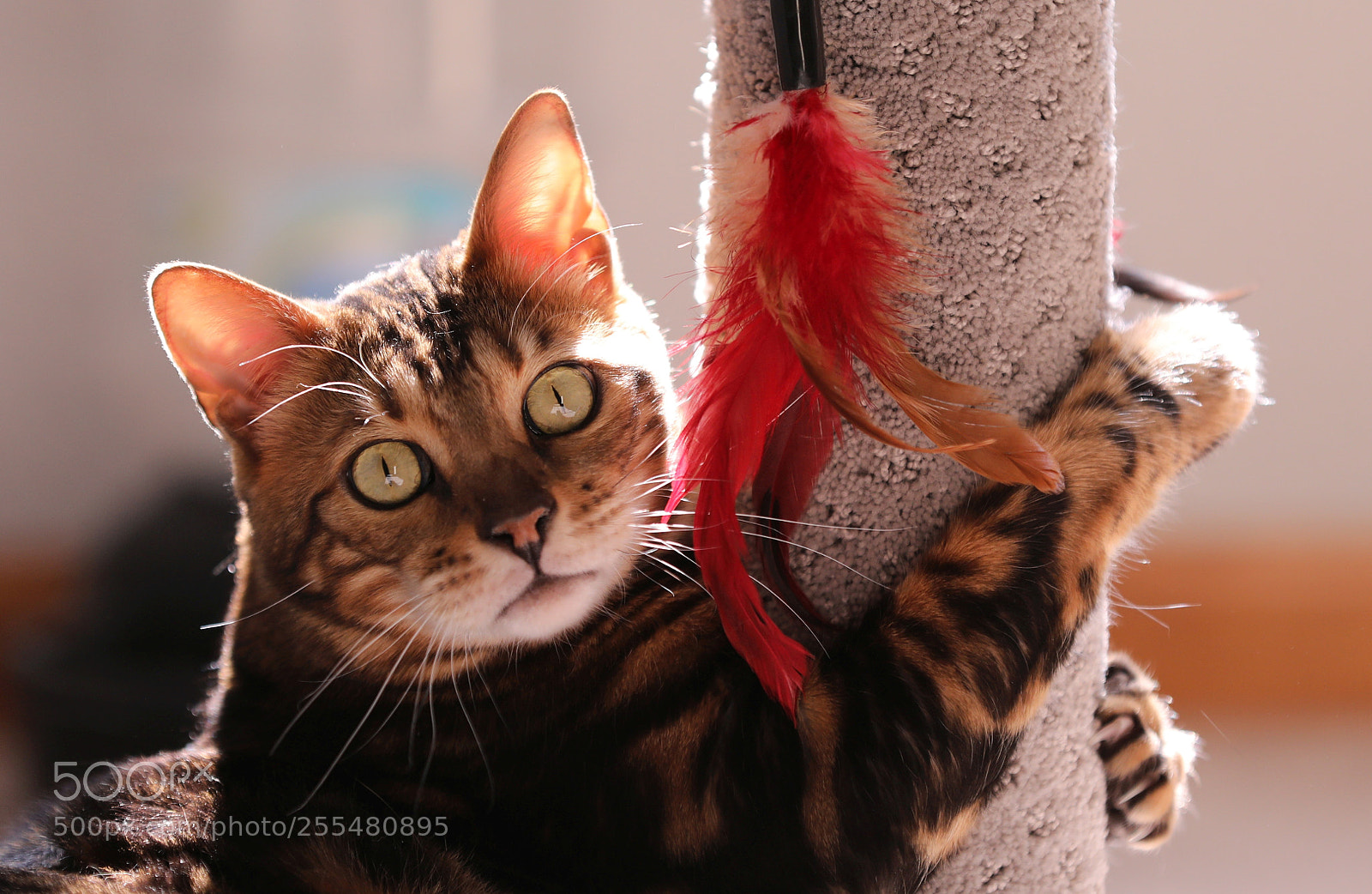 Canon EOS 5D Mark IV sample photo. Friday fun day photography