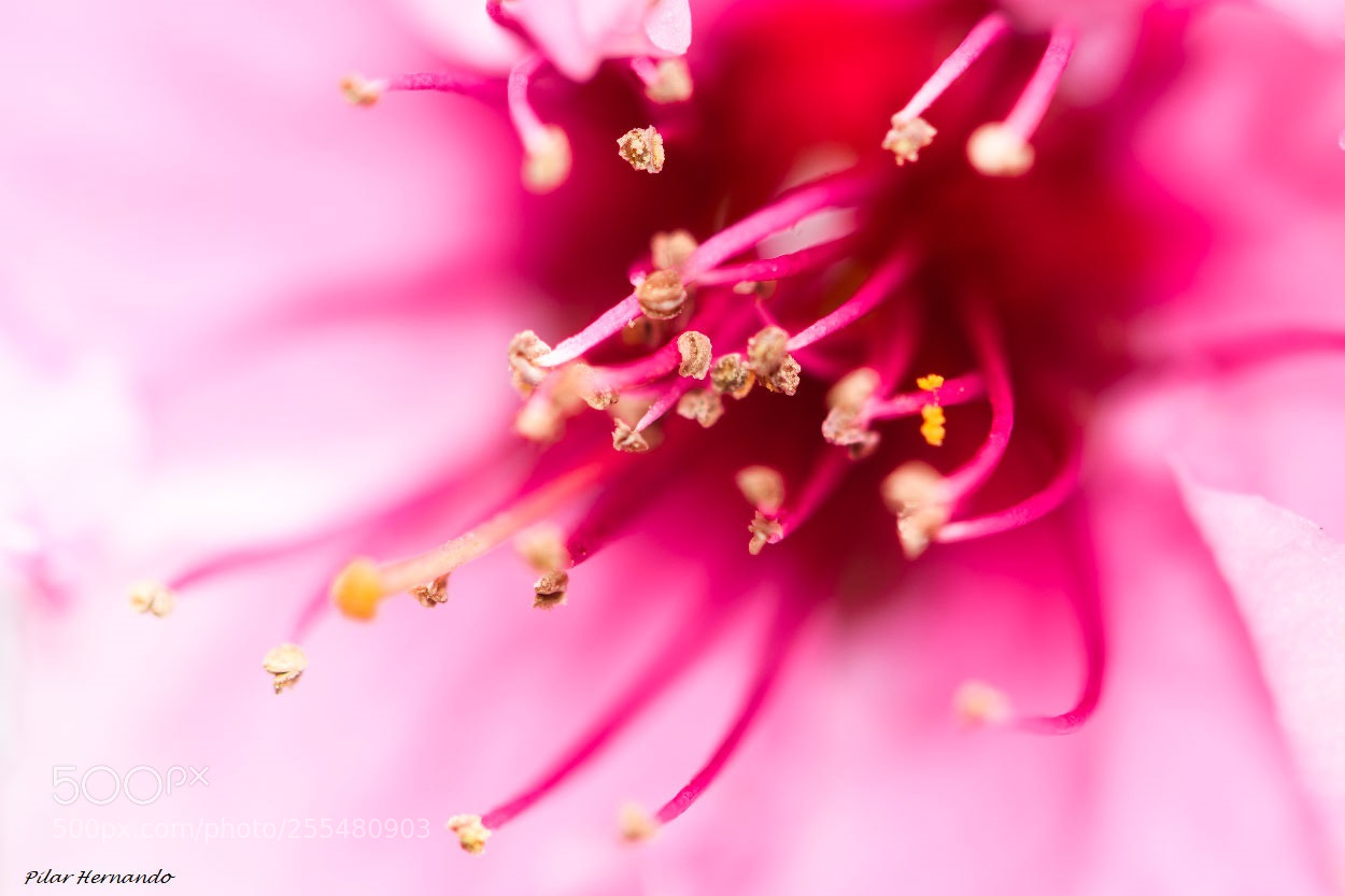 Nikon D5500 sample photo. Wild pink photography