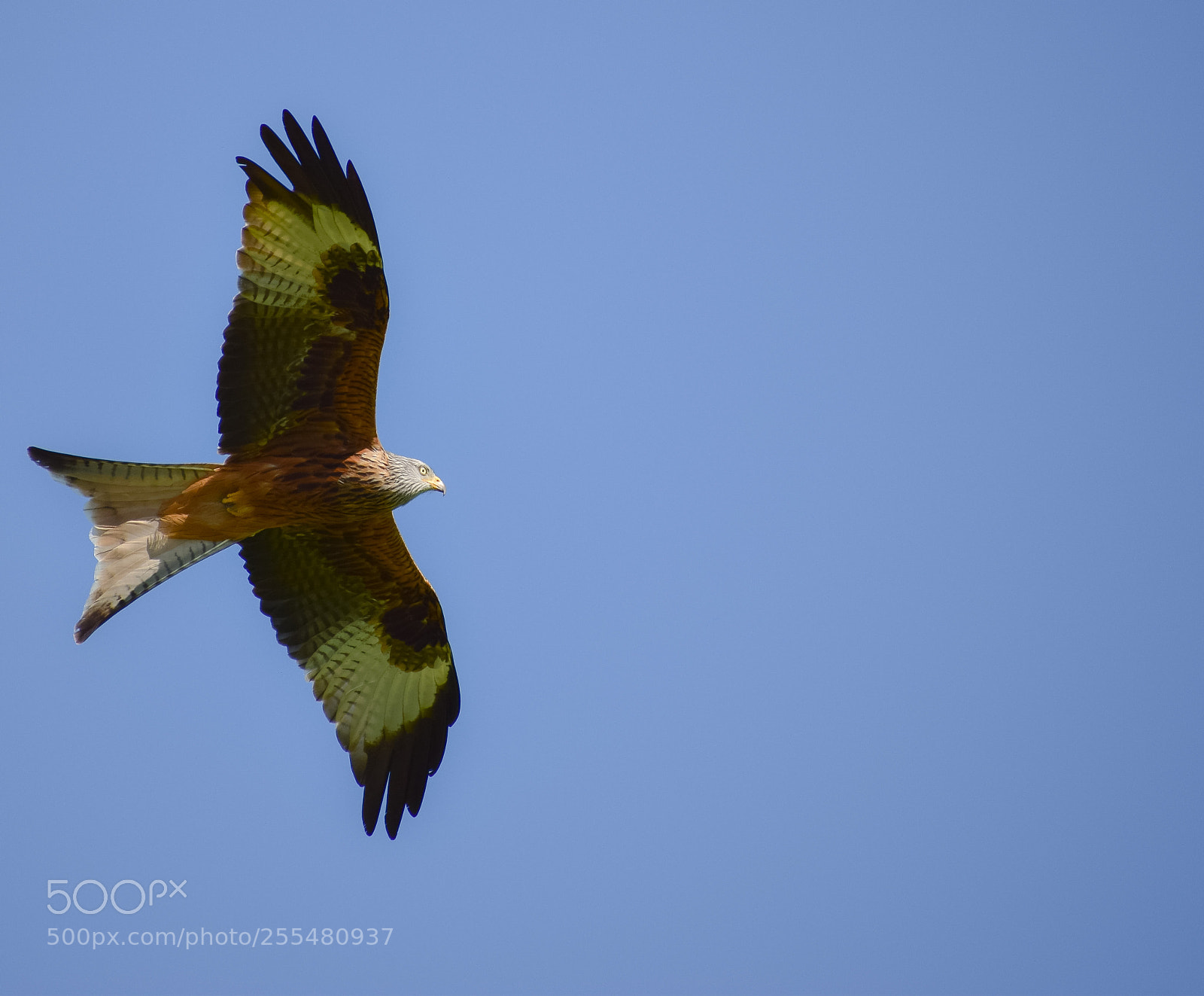 Nikon D3300 sample photo. Red kite (milvus milvus) photography