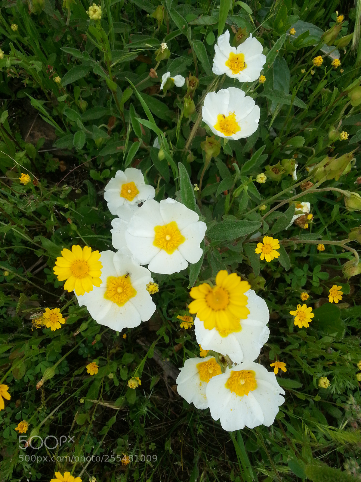 Samsung Galaxy S3 sample photo. Untitled photography