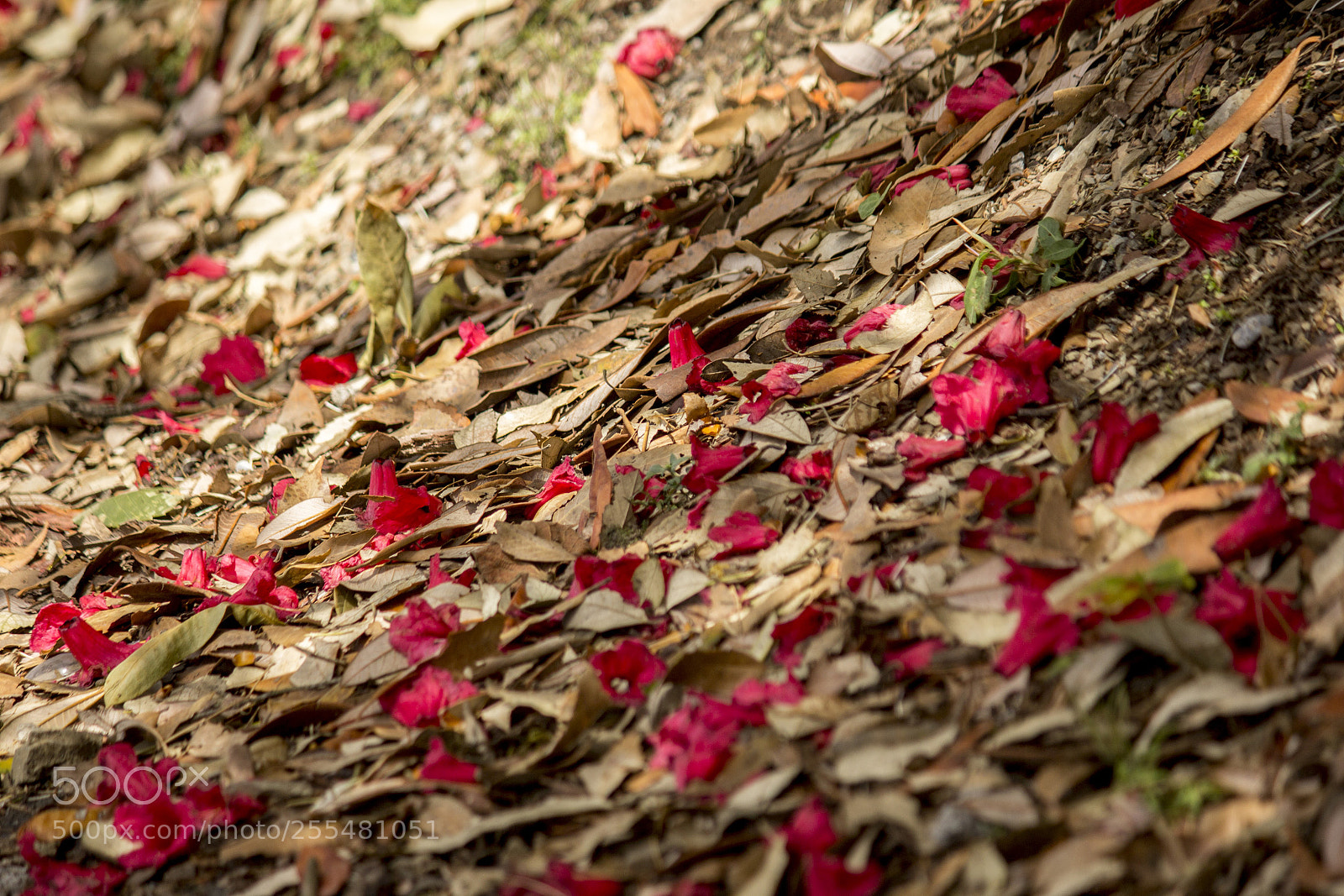 Canon EOS 60D sample photo. Colorful and scattered photography