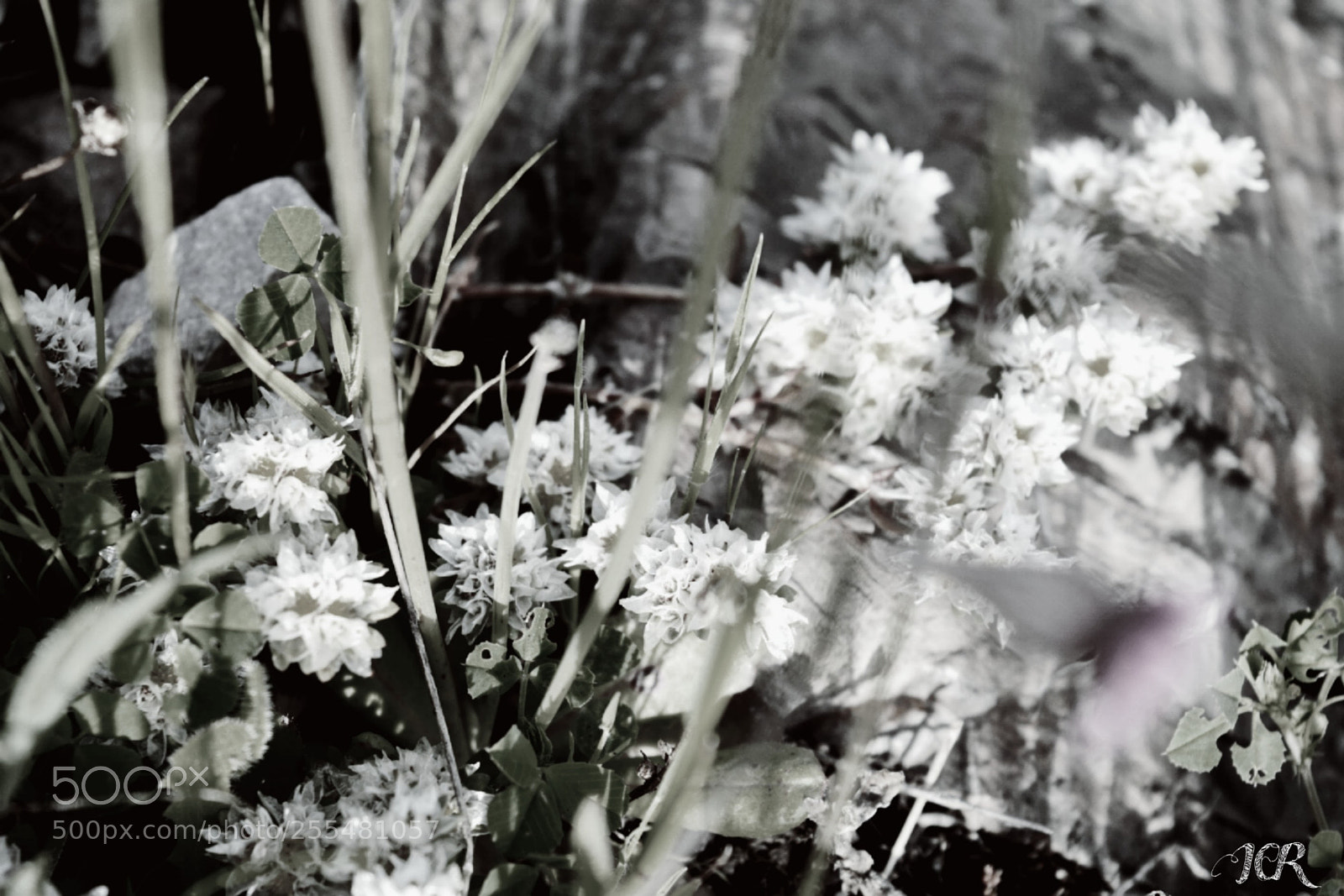 Nikon D5200 sample photo. Flores blancas photography