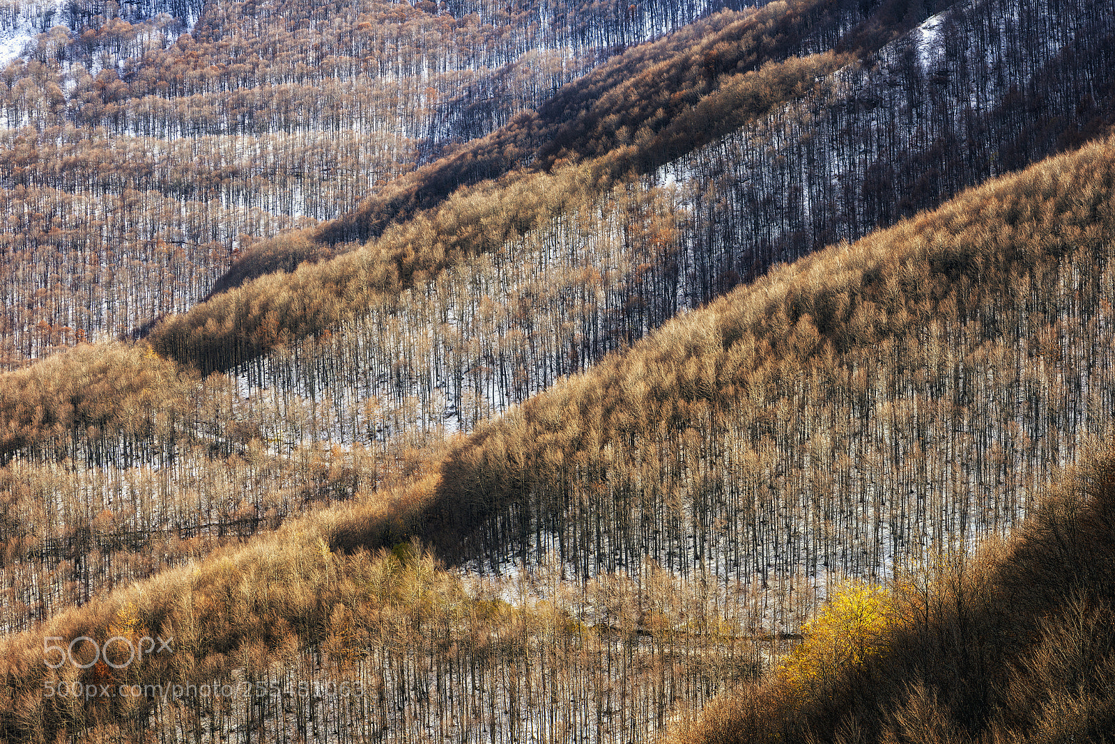 Nikon D800 sample photo. The silent forest photography