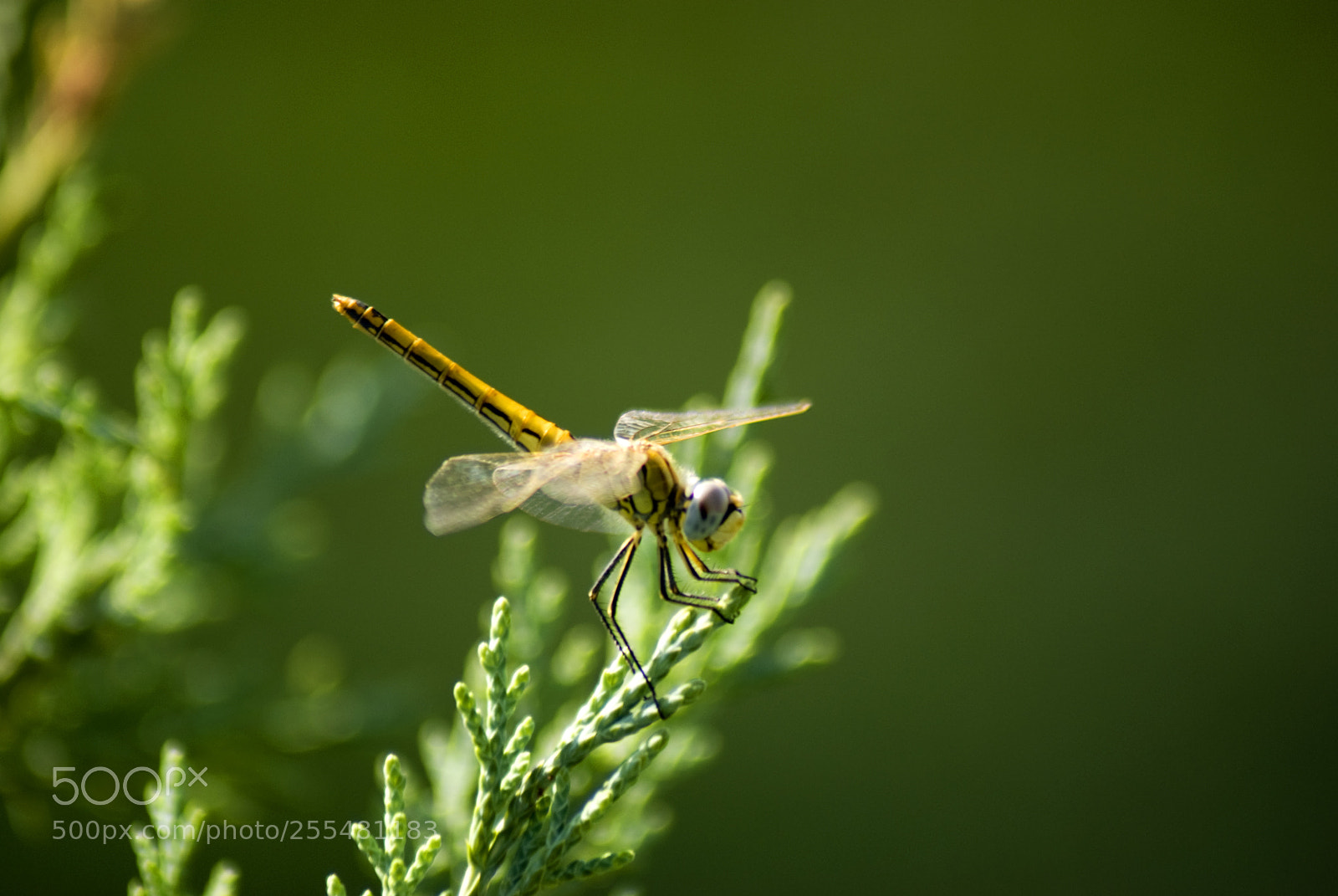 Sony Alpha DSLR-A200 sample photo. Dragonfly - yusufcuk photography