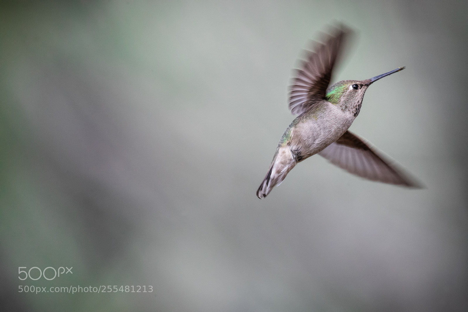 Canon EOS-1D X Mark II sample photo. Hummingbird diaries (113) photography