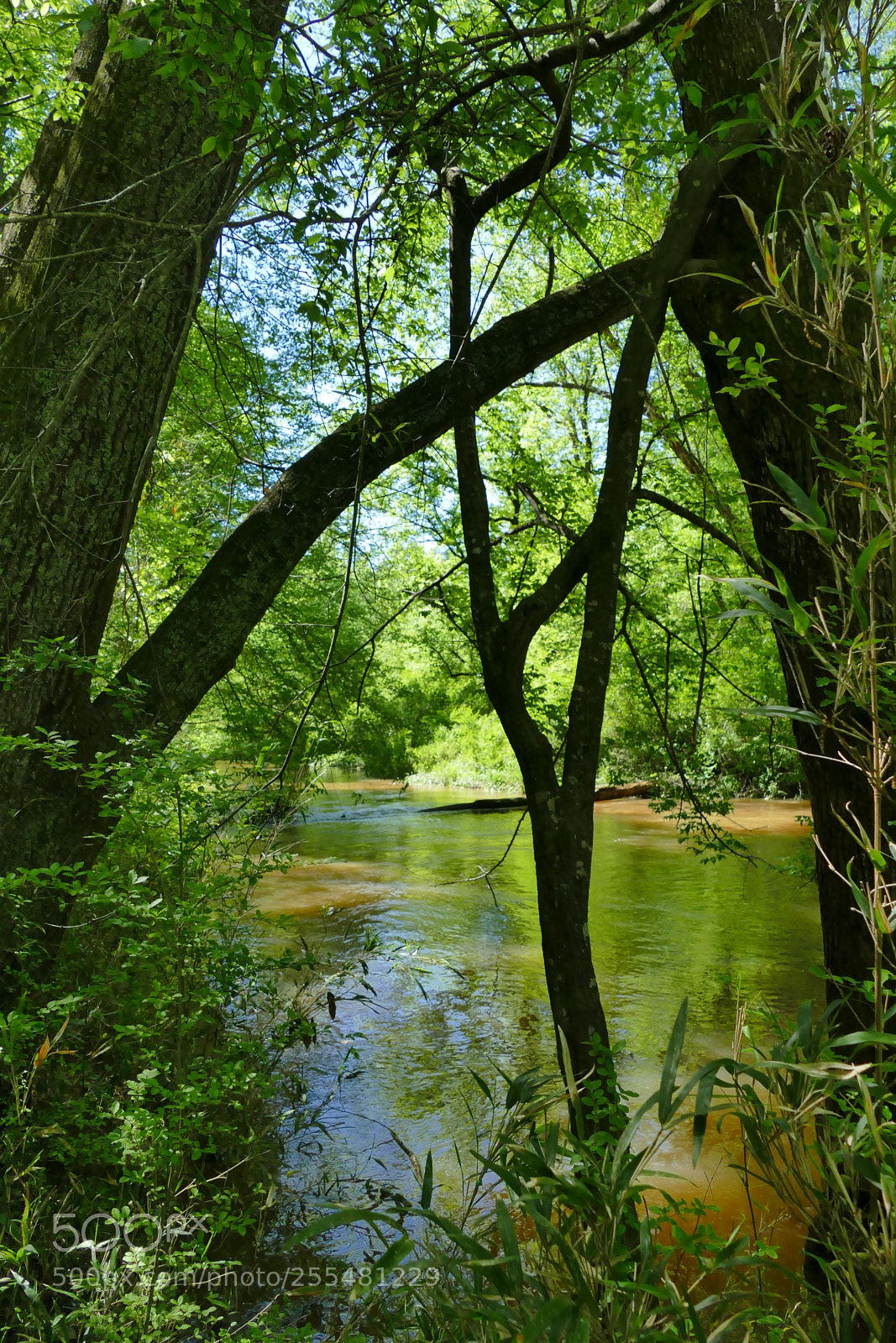 Panasonic Lumix DMC-FZ1000 sample photo. Cook's trail photography