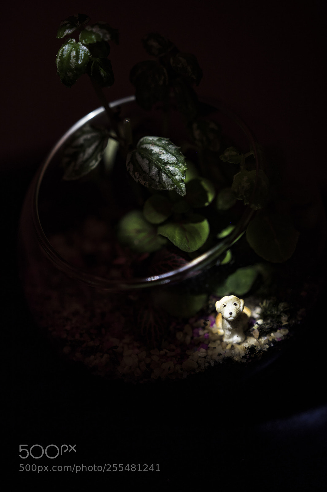 Canon EOS 760D (EOS Rebel T6s / EOS 8000D) sample photo. First light photography