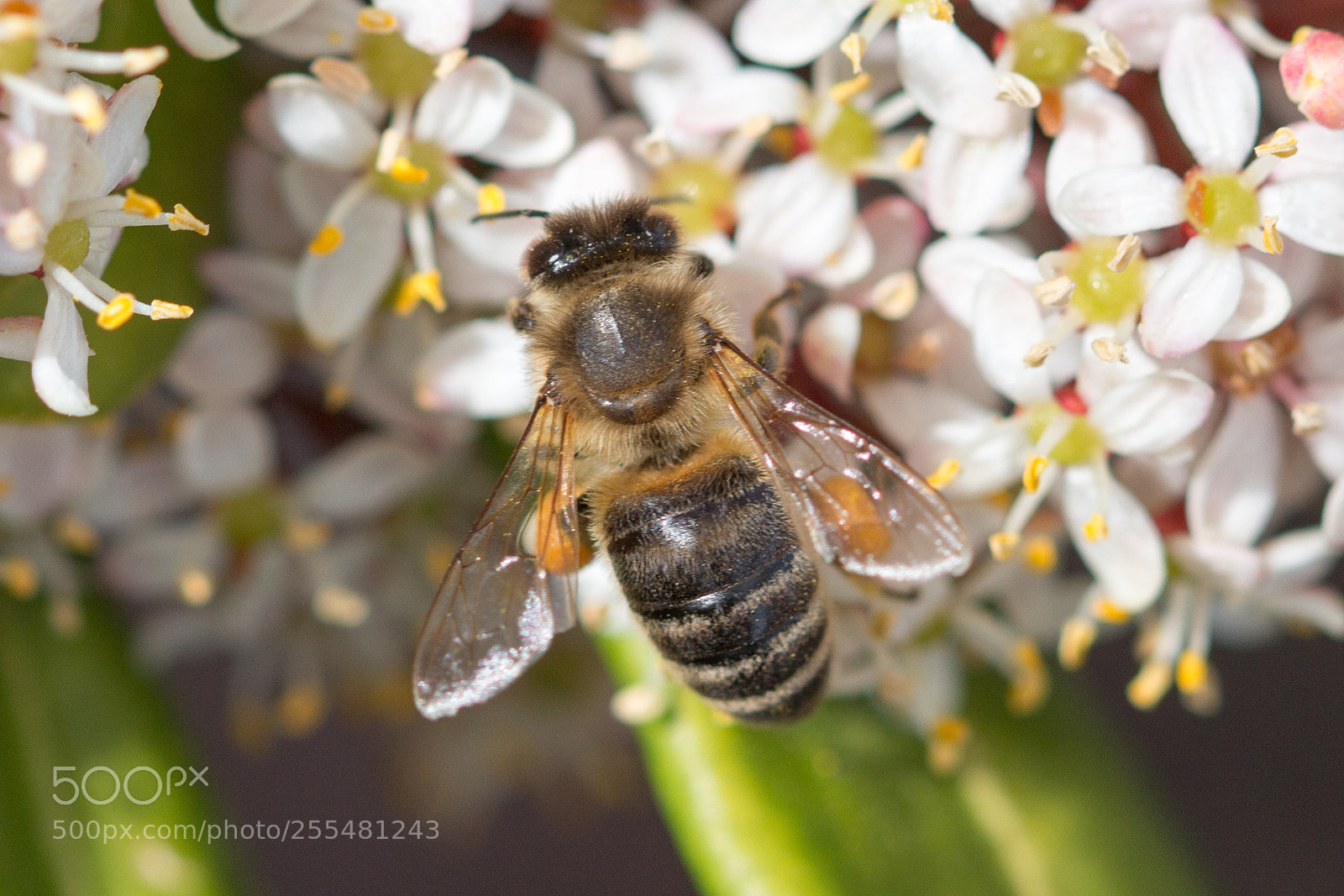 Canon EOS 70D sample photo. Butinage photography