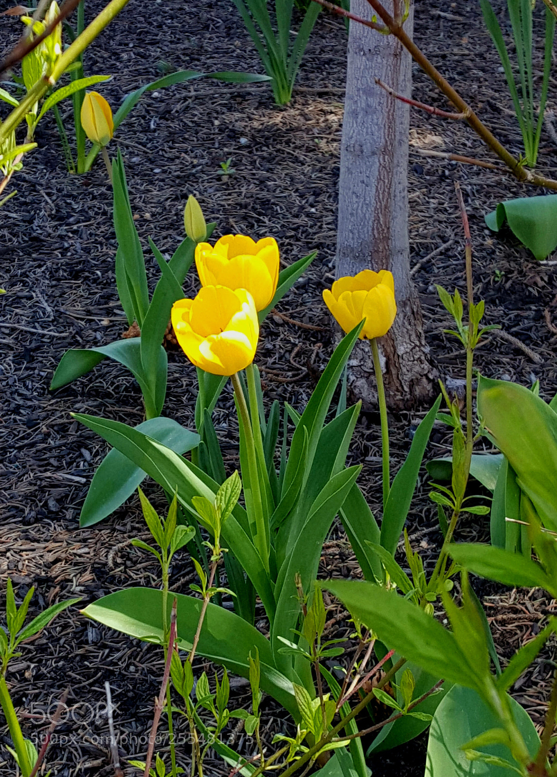 Samsung Galaxy Note5 sample photo. Entrapment photography