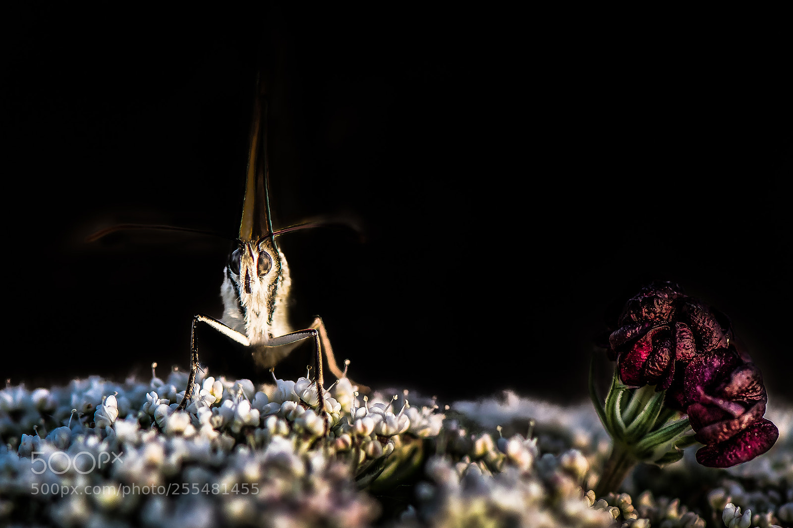 Nikon D500 sample photo. Butterfl photography