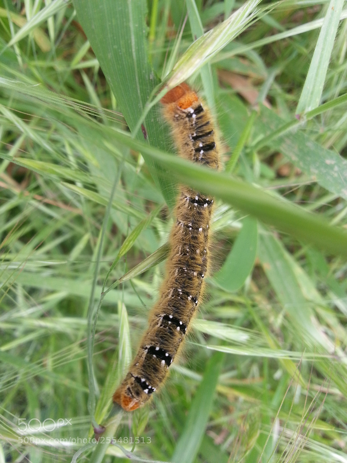 Samsung Galaxy S3 sample photo. Chenille photography