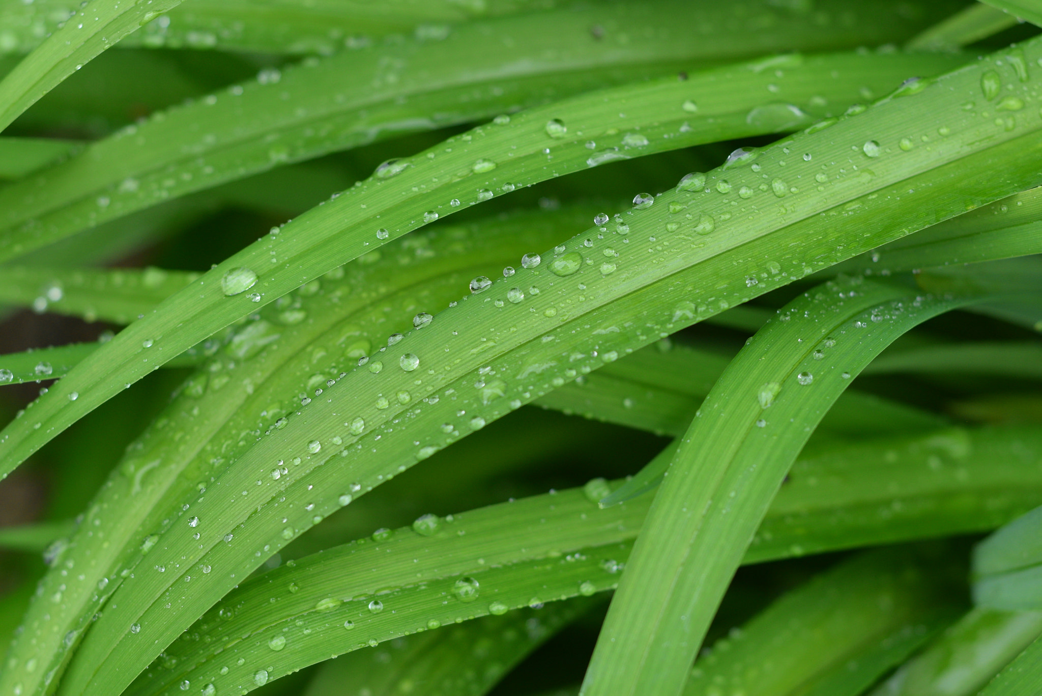 Nikon D3300 + Nikon AF Nikkor 50mm F1.8D sample photo. Raindrops photography