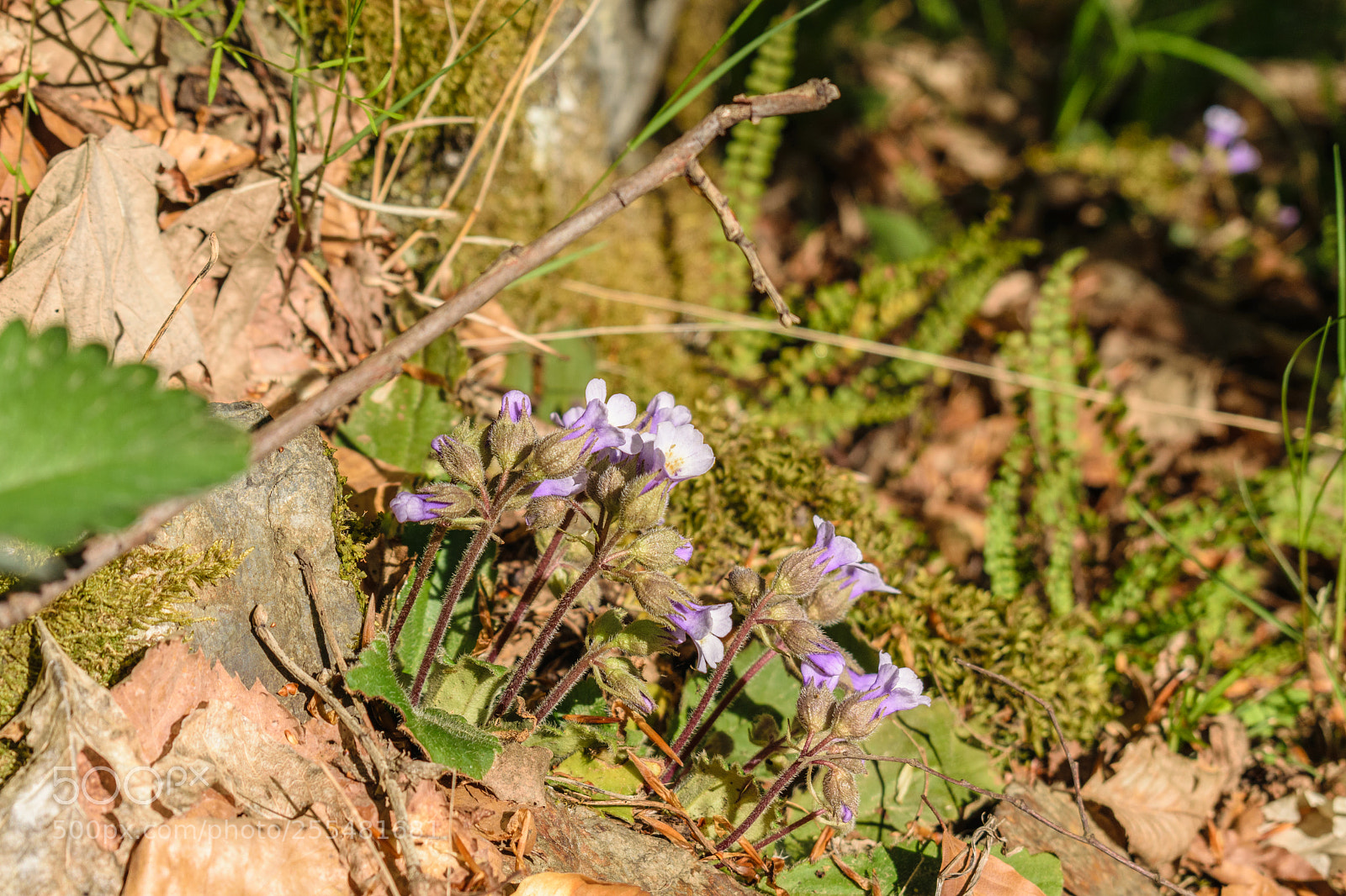 Nikon D3300 sample photo. Haberlea rhodopensis photography